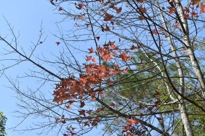R04_8003.jpg
