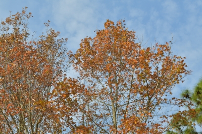 R04_8016.jpg