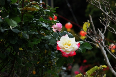 R04_9560.jpg