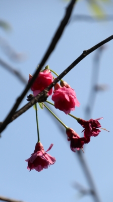 IMG_7350.JPG