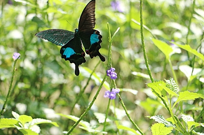 IMG_3200.JPG