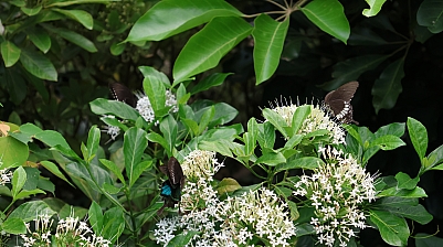2P8A0978.JPG