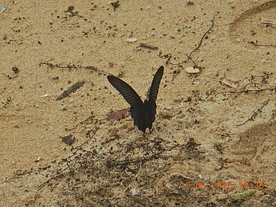 DSCN1333.jpg