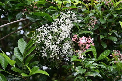 DSC_5235.jpg