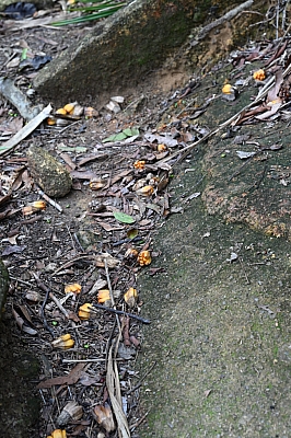 DSC_5253.jpg