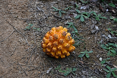 DSC_5255.jpg