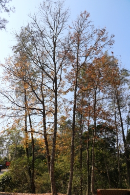 IMG_6709.JPG